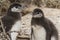 Offspring couple of Magellanic penguins