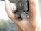 Offspring Little fur funny cute home animal chinchilla