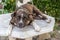 Og Breed on the Floor. Black American Bully Dog Standing on Lawn Posing Looking Watching . bully with big smile .