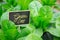 Oganic Green Cos Plant Salad healthy