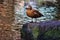 Ogar duck (Tadorna ferruginea) standing atop a large rock in a lake