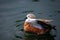 Ogar, or red duck Latin Tadorna ferruginea â€” a waterfowl of family duck, related to a peganka.