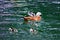 Ogar or Ruddy Shelduck with ducklings swimming in pond