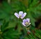 Oh So Tiny & Pretty Weed Flowers