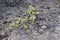 An Ohi`a plant with flower buds growing through the floor of a volcanic crater in Hawaii