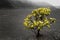 Ohia bush lives in volcano