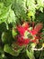 Ohia flower, Lehua