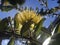 Ohia Lehua Plant Blossoming with Yellow Flowers in Winter in Lihue on Kauai Island, Hawaii.