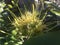 Ohia Lehua Plant Blossoming with Yellow Flowers in Winter in Lihue on Kauai Island, Hawaii.