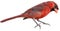 Ohio Northern cardinal or redbird or common cardinal