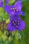 Ohio Spiderwort   30863