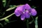 Ohio Spiderwort   30970