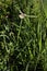 Ohio Spiderwort   809140