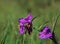 Ohio Spiderwort blooms on a sunny summer morning