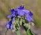 Ohio spiderwort, bluejacket Tradescantia ohiensis, clumped showing bright purple