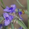 Ohio spiderwort, bluejacket Tradescantia ohiensis, clumped showing bright purple yellow petals with yellow pollen heads