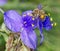 Ohio spiderwort, bluejacket Tradescantia ohiensis, clumped showing bright purple yellow petals with yellow pollen heads, bokeh b