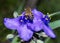 Ohio spiderwort, bluejacket Tradescantia ohiensis with honey bee