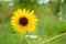 Ohio Sunflower