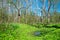 Ohio wetland in early spring