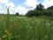 Ohio Wildflower Field