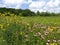 Ohio Wildflower Field