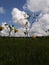 Ohio Wildflower Field