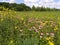 Ohio Wildflower Field