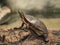 Ohio Wood Turtle