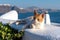 Oia village - Aegean sea - Santorini cat - Greece