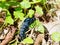 Oil Beetle - Meloe proscarabaeus