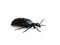 Oil beetle or Meloe proscarabaeus female M. proscarabaeus on white