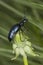 Oil beetle sitting on a dandelion.