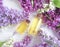 Oil cosmetic beautiful flower lilac lotion