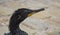 Oil covered cormorant