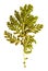 Oil draw illustration of set dry pressed scattered green fern le