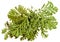 Oil draw illustration of set dry pressed scattered green fern le