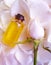 Oil flower rose pampering essence , fragrance, fresh background