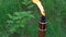 Oil Fuel Bamboo Torch Burning in the Forest