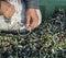 Oil and olives Cilento. Campania. Aquara (It). Extra virgin olive. Production Stage. delivery of the olives.