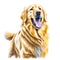 Oil paint art of happy Golden retriver on white background