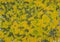 Oil painting abstrac texture.  oil painting floral for background. Modern art paintings chaotic abstarct with yellow gray color.