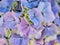 Oil Painting Background, Hydrangea Flowers, Subtle Blue, Purple and Yellow Petals