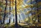 Oil painting beautiful forest with bright sun shining