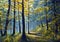 Oil painting beautiful forest with bright sun shining