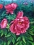 Oil Painting - Blooming Peony