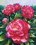 Oil Painting - Blooming Peony