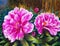 Oil Painting - Blooming Peony