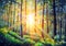Oil painting canvas Sunset Or Sunrise In Forest Landscape. Sun Sunshine With Natural Sunlight And Sun Rays Through Woods Trees In