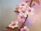 Oil painting Cherry Blossom Flowers